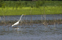 Great Egret - Ardea alba