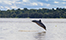 Grey Dolphin - Sotalia fluviatilis