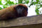 Dusky Titi Monkey - Callicebus moloch