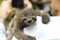 Brown Throated Three Toed Sloth - Bradypus variegatus