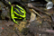 Three striped poison arrow frog - Ameerega trivittata